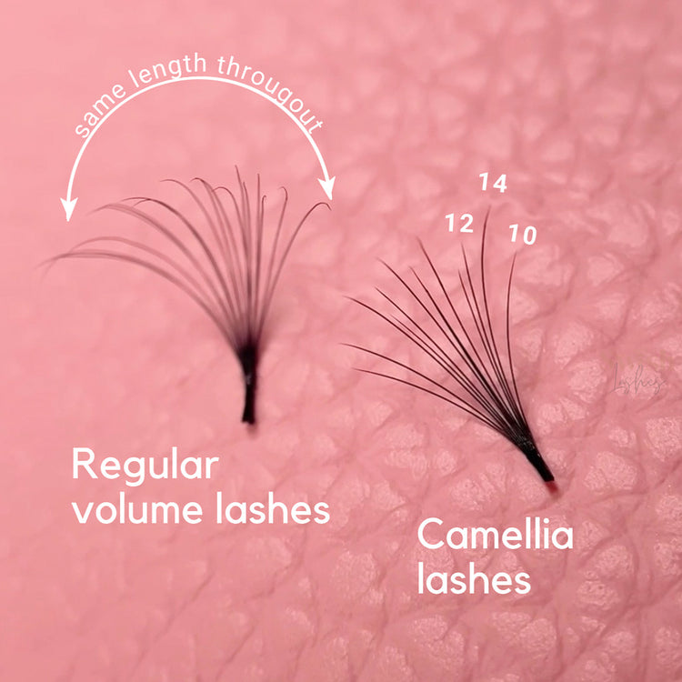 Camellia Volume Lashes